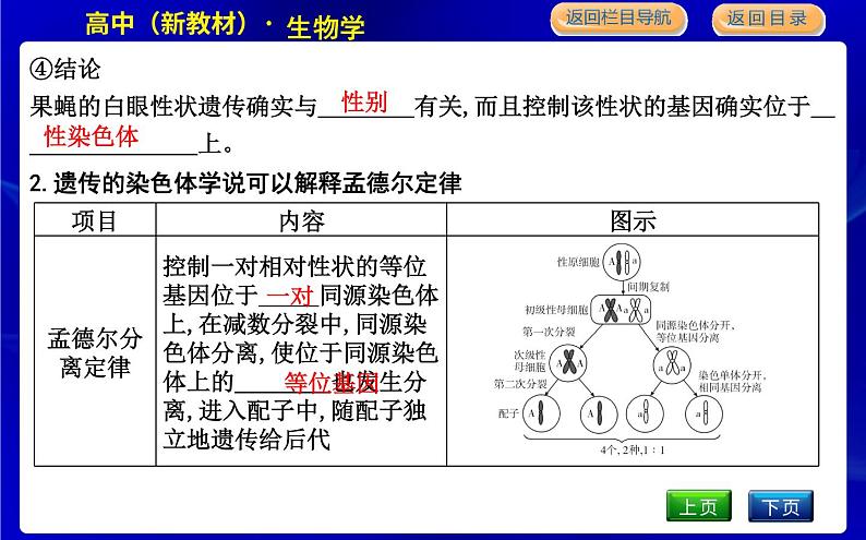 浙科版高中生物学必修2遗传与进化第二章染色体与遗传课时教学课件07