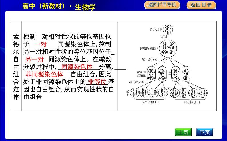 浙科版高中生物学必修2遗传与进化第二章染色体与遗传课时教学课件08