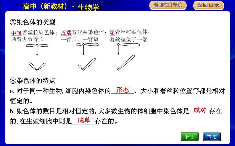 浙科版高中生物学必修2遗传与进化第二章染色体与遗传课时教学课件05