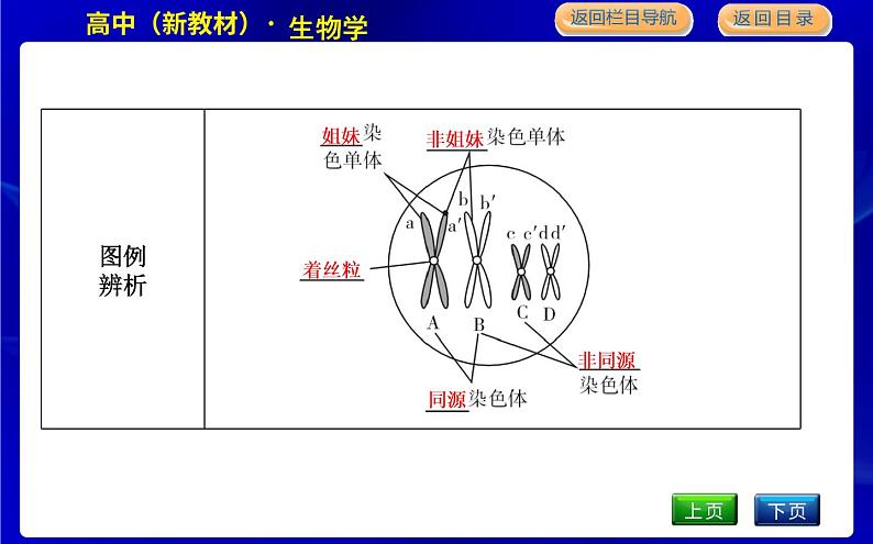 浙科版高中生物学必修2遗传与进化第二章染色体与遗传课时教学课件08