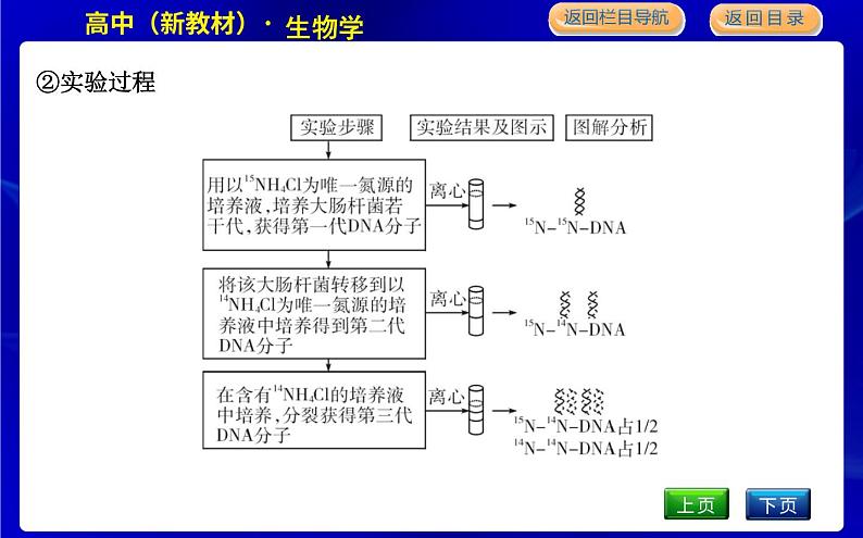 第三节　DNA通过复制传递遗传信息第5页