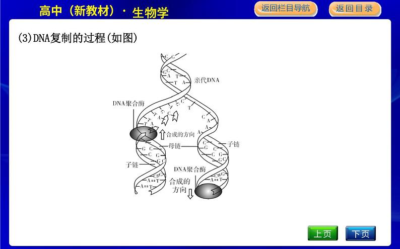 第三节　DNA通过复制传递遗传信息第8页