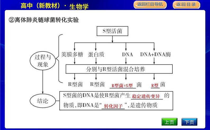 第一节　核酸是遗传物质第7页