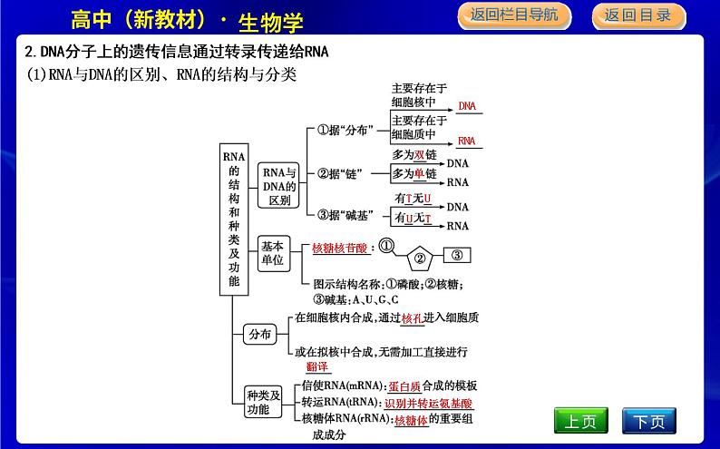 第四节　基因控制蛋白质合成第6页
