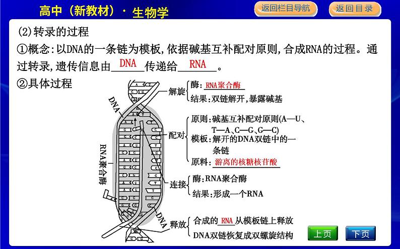第四节　基因控制蛋白质合成第7页