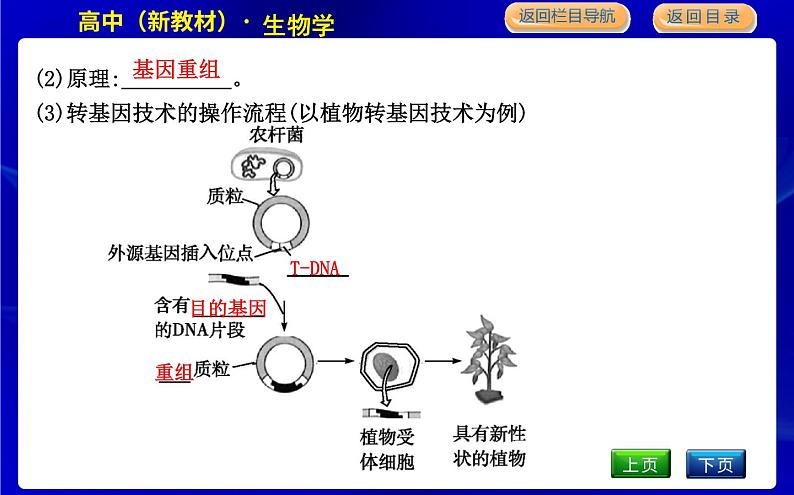 浙科版高中生物学必修2遗传与进化第四章生物的变异课时教学课件07