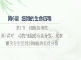人教版高中生物必修1第6章第1节第2课时动物细胞的有丝分裂、观察根尖分生区组织细胞的有丝分裂课件
