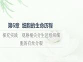 人教版高中生物必修1第6章探究实践观察根尖分生区组织细胞的有丝分裂课件