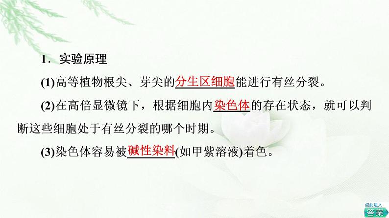 人教版高中生物必修1第6章探究实践观察根尖分生区组织细胞的有丝分裂课件第3页