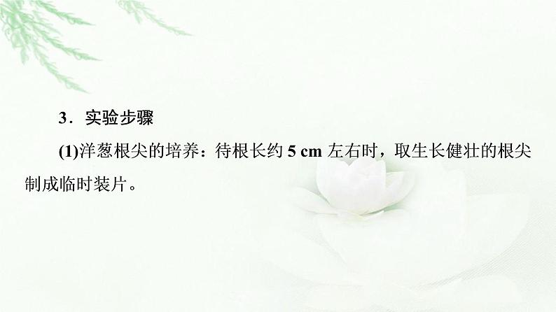 人教版高中生物必修1第6章探究实践观察根尖分生区组织细胞的有丝分裂课件第5页