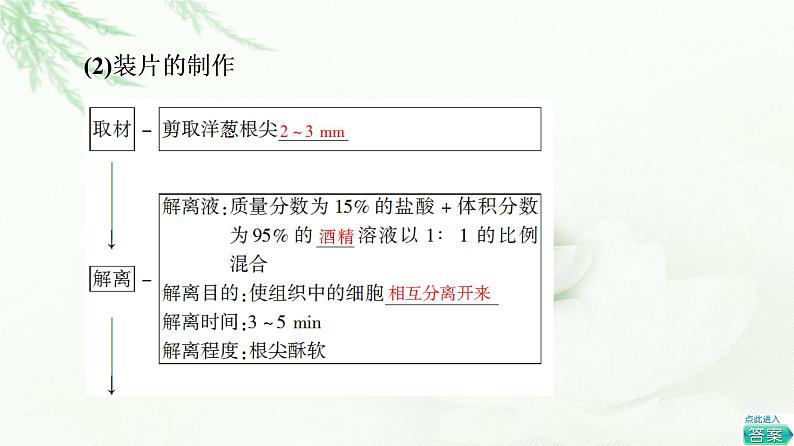 人教版高中生物必修1第6章探究实践观察根尖分生区组织细胞的有丝分裂课件第6页
