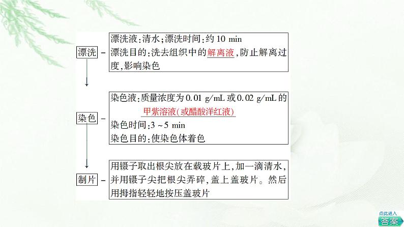 人教版高中生物必修1第6章探究实践观察根尖分生区组织细胞的有丝分裂课件第7页