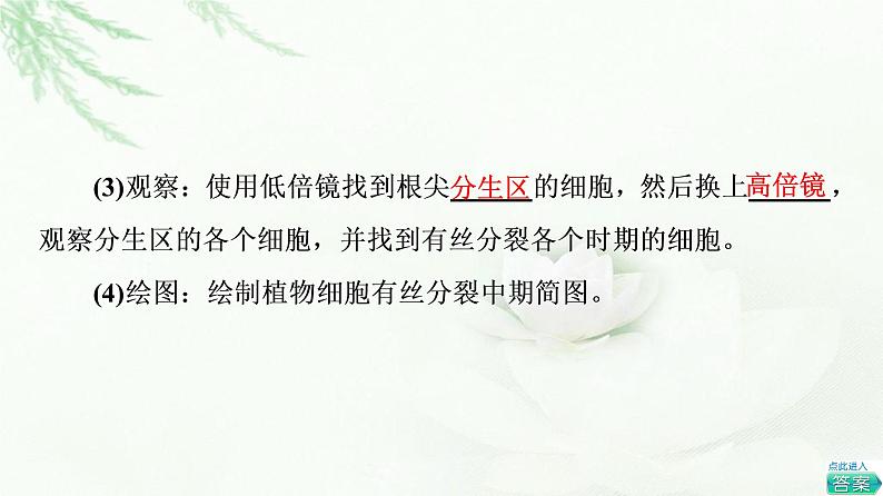 人教版高中生物必修1第6章探究实践观察根尖分生区组织细胞的有丝分裂课件第8页