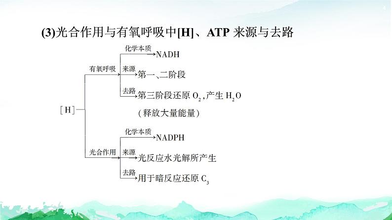 苏教版高中生物必修1第3章第4节素能提升课光合作用和细胞呼吸过程的综合课件04