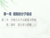 浙科版高中生物必修1第1章第2節(jié)第2課時蛋白質(zhì)與核酸課件