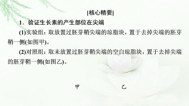 苏教版高中生物选择性必修1稳态与调节第4章第2节素能提升课与生长素有关的实验设计和分析课件02