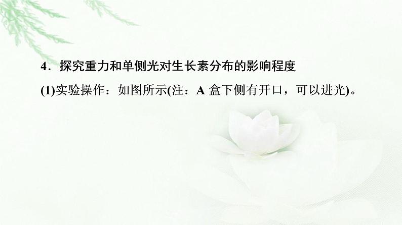 苏教版高中生物选择性必修1稳态与调节第4章第2节素能提升课与生长素有关的实验设计和分析课件05