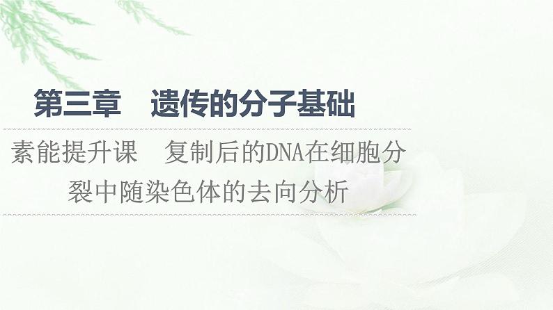 浙科版高中生物必修2遗传与进化第3章素能提升课复制后的DNA在细胞分裂中随染色体的去向分析课件第1页