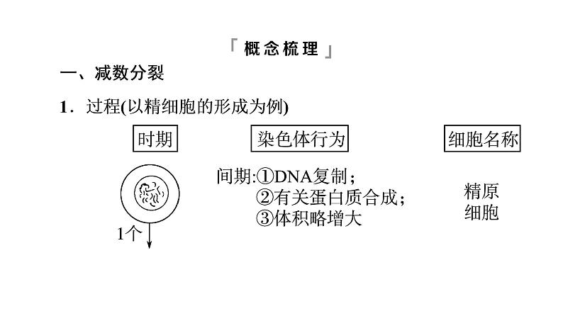 人教版高考生物一轮总复习必修1第4单元第11课减数分裂和受精作用课件04