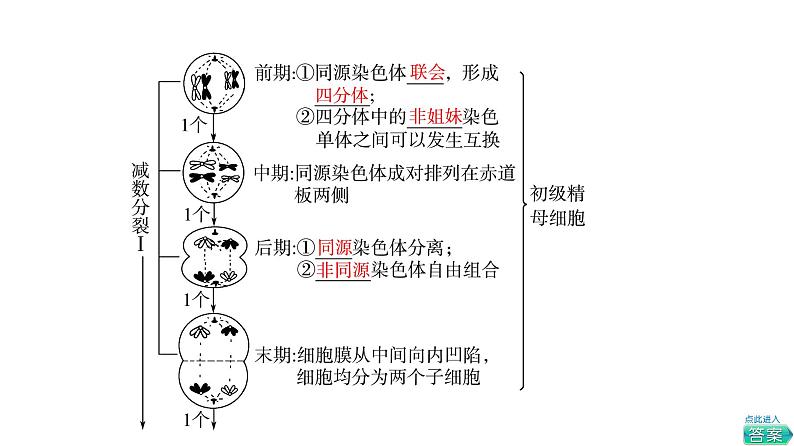 人教版高考生物一轮总复习必修1第4单元第11课减数分裂和受精作用课件05