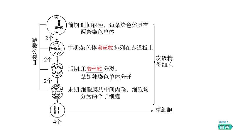 人教版高考生物一轮总复习必修1第4单元第11课减数分裂和受精作用课件06