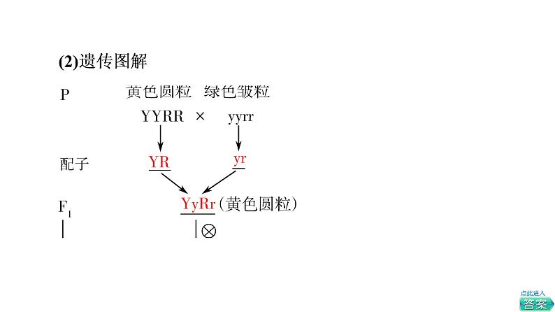 人教版高考生物一轮总复习必修2第5单元第14课孟德尔的豌豆杂交实验(二)--P49you课件第6页