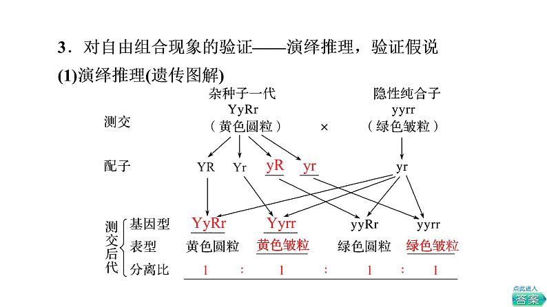 人教版高考生物一轮总复习必修2第5单元第14课孟德尔的豌豆杂交实验(二)--P49you课件第8页