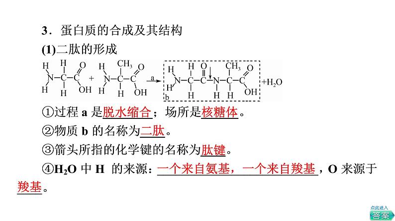 人教版高考生物一轮总复习必修1第1单元第3课蛋白质和核酸课件第7页