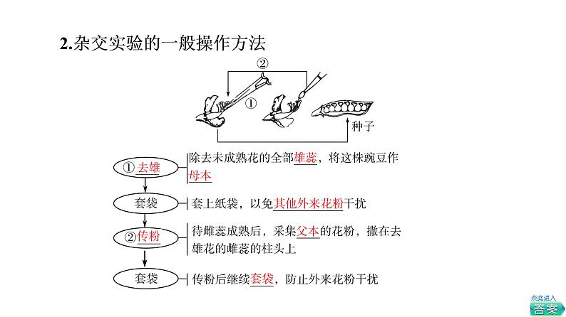 人教版高考生物一轮总复习必修2第5单元第13课孟德尔的豌豆杂交实验(一)课件第5页