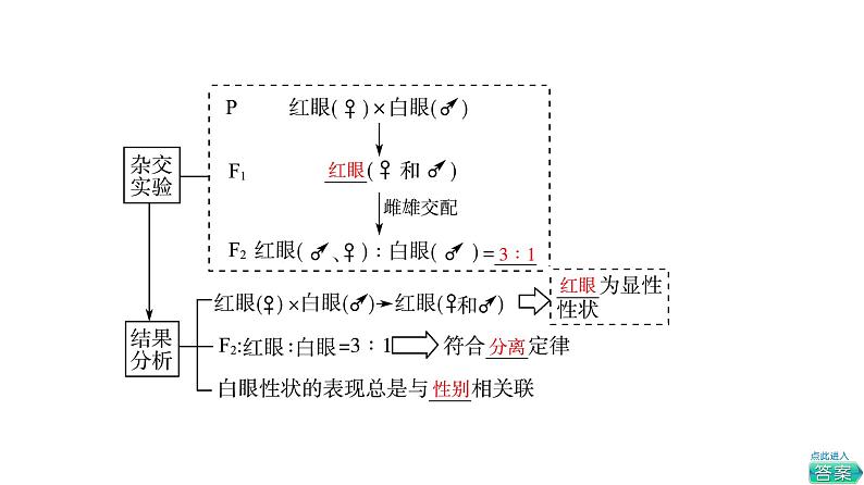 人教版高考生物一轮总复习必修2第5单元第15课基因在染色体上、伴性遗传和人类遗传病课件08