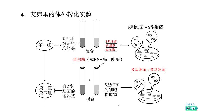 人教版高考生物一轮总复习必修2第6单元第16课DNA是主要的遗传物质课件第8页