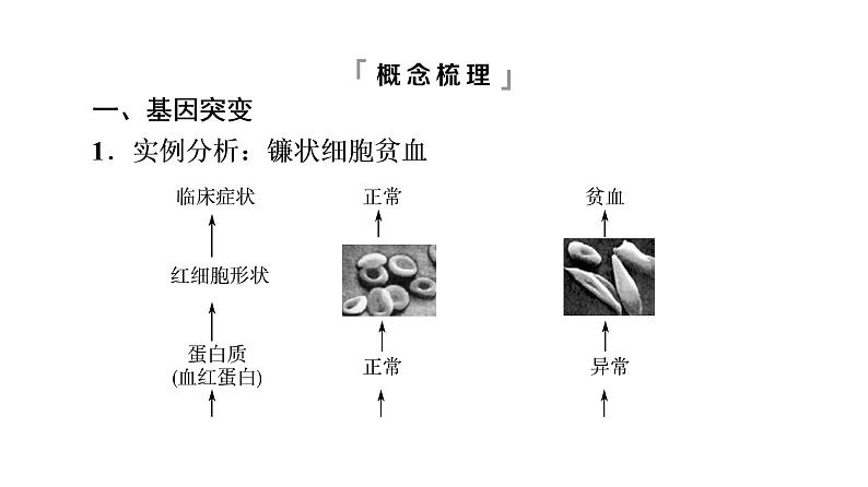 人教版高考生物一轮总复习必修2第7单元第19课基因突变和基因重组课件第7页