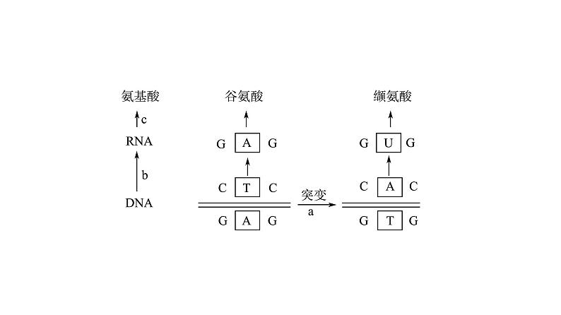 人教版高考生物一轮总复习必修2第7单元第19课基因突变和基因重组课件第8页