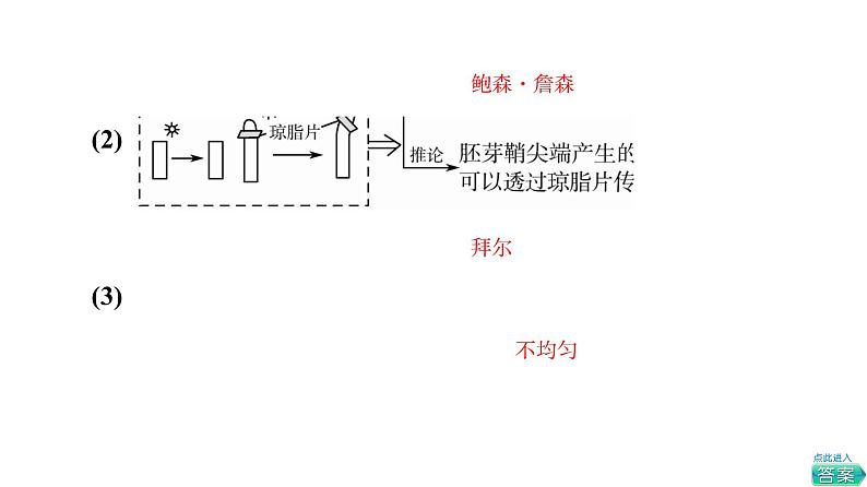 人教版高考生物一轮总复习选择性必修1第8单元第26课植物生命活动的调节课件07