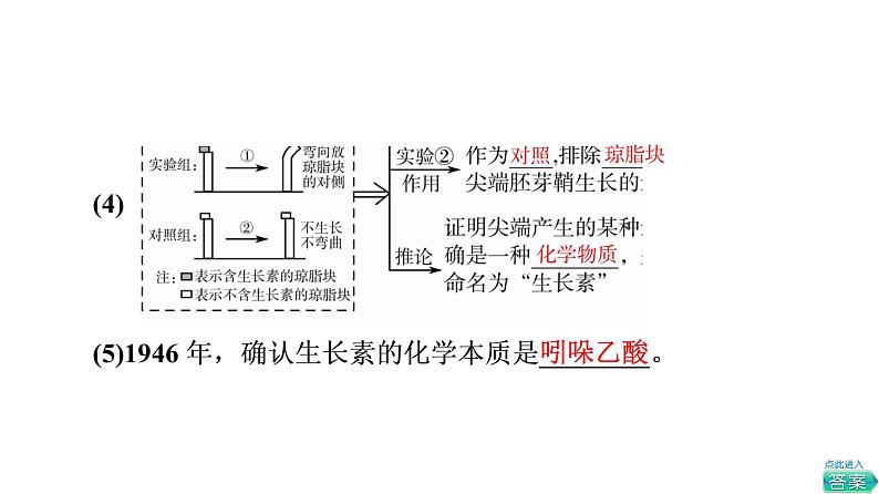 人教版高考生物一轮总复习选择性必修1第8单元第26课植物生命活动的调节课件08