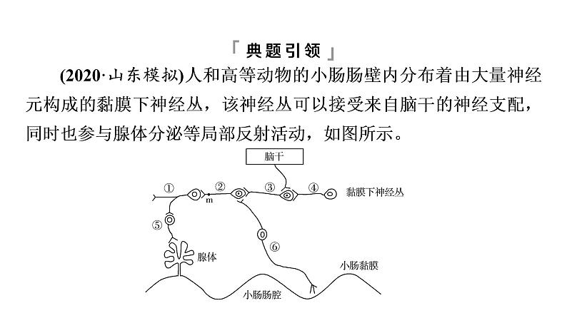 人教版高考生物一轮总复习选择性必修1第8单元高频考点进阶课6动物生理相关实验探究课件第3页