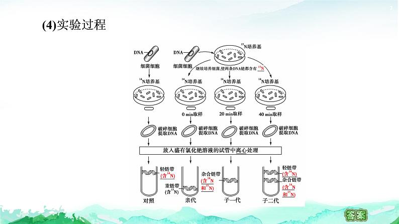 苏教版高中生物必修2第2章第2节第2课时DNA分子的复制课件第7页