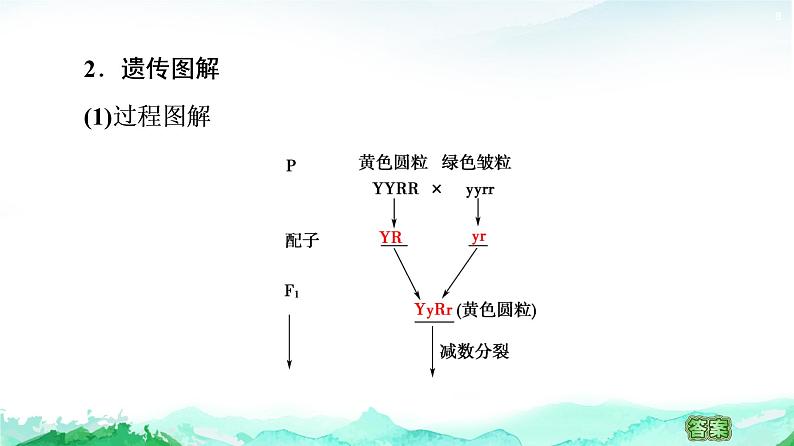 苏教版高中生物必修2第1章第3节第1课时两对相对性状的杂交实验与自由组合现象的解释课件08