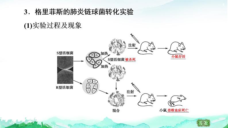 苏教版高中生物必修2第2章第1节DNA是主要的遗传物质课件08