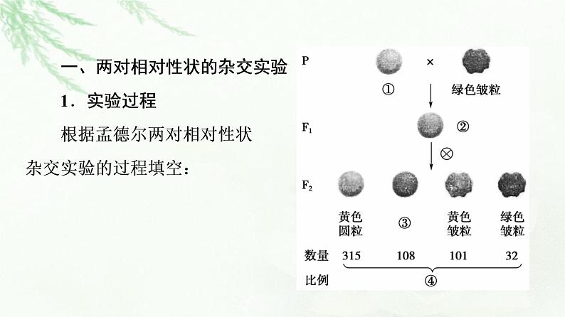 人教版高中生物必修2第1章第2节第1课时两对相对性状的杂交实验与自由组合现象的解释和验证课件第4页