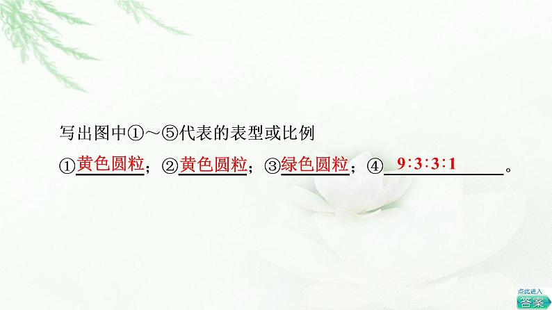 人教版高中生物必修2第1章第2节第1课时两对相对性状的杂交实验与自由组合现象的解释和验证课件第5页