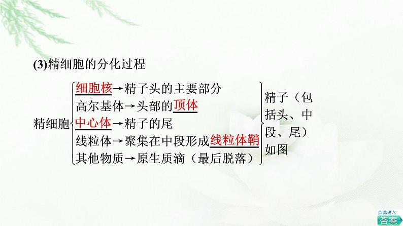 苏教版高中生物选择性必修3第2章第4节第1课时哺乳动物胚胎发育的基本过程和体外受精课件第5页