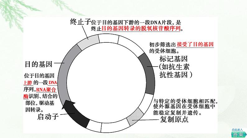 苏教版高中生物选择性必修3第3章第1节第2课时基因工程的基本操作程序课件第8页