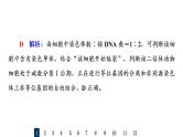 人教版高考生物一轮总复习课时质量评价11减数分裂和受精作用课件