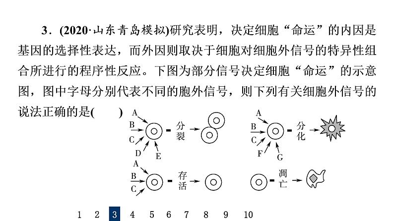 人教版高考生物一轮总复习课时质量评价12细胞的分化、衰老和死亡课件05