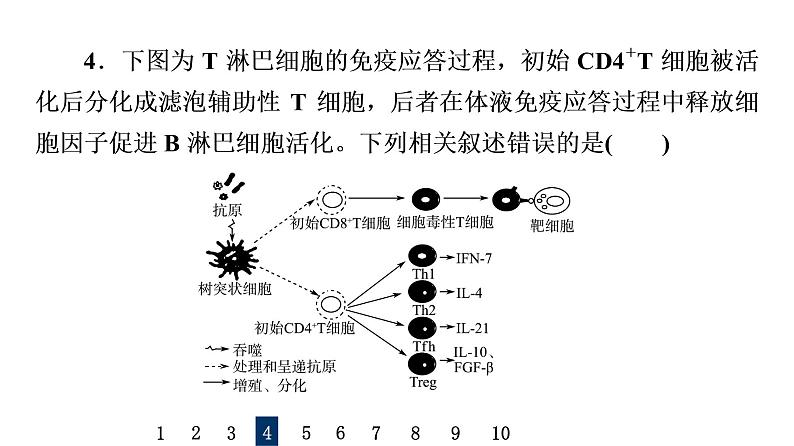 人教版高考生物一轮总复习课时质量评价12细胞的分化、衰老和死亡课件08