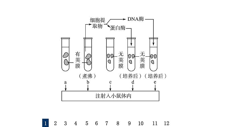 人教版高考生物一轮总复习课时质量评价16DNA是主要的遗传物质课件03