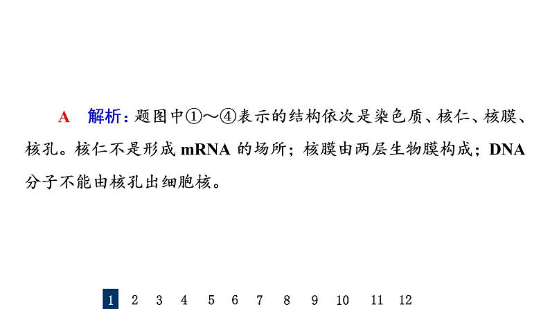 人教版高考生物一轮总复习课时质量评价4细胞膜和细胞核课件03