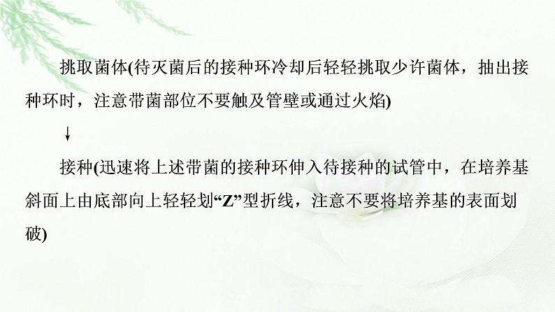 苏教版高中生物选择性必修3第1章第2节第2课时微生物的接种、分离、纯化与计数课件07