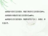 苏教版高中生物选择性必修3第3章素能提升课基因工程与其他相关知识的综合课件